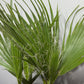 Washingtonia Filifera
