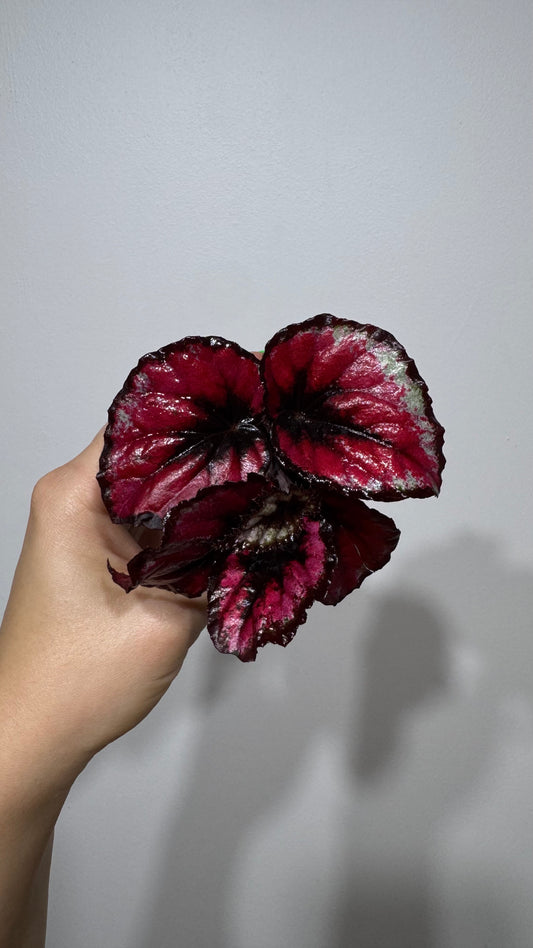 Begonia Rex 3