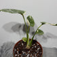 Monstera Thai Constellation 2