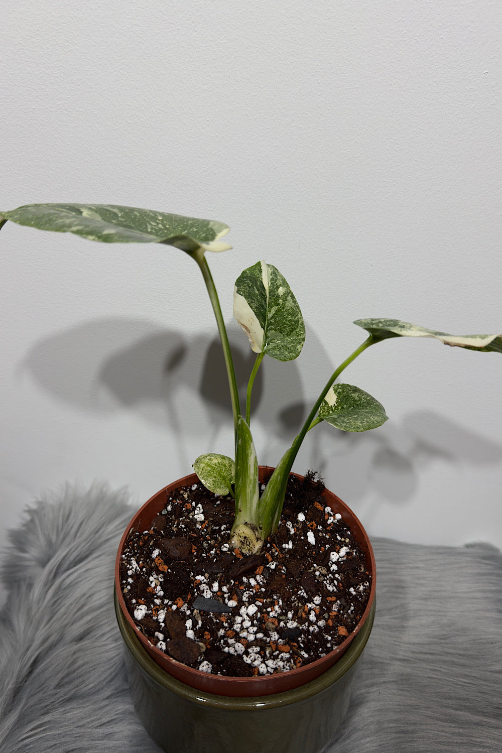 Monstera Thai Constellation 2