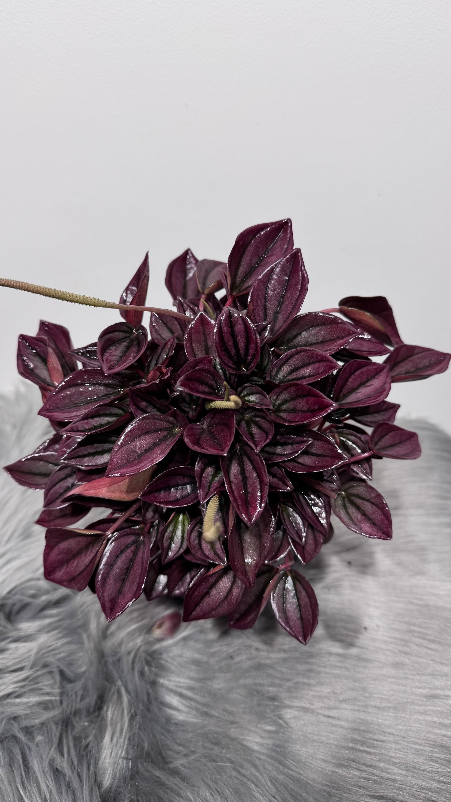 Peperomia 2