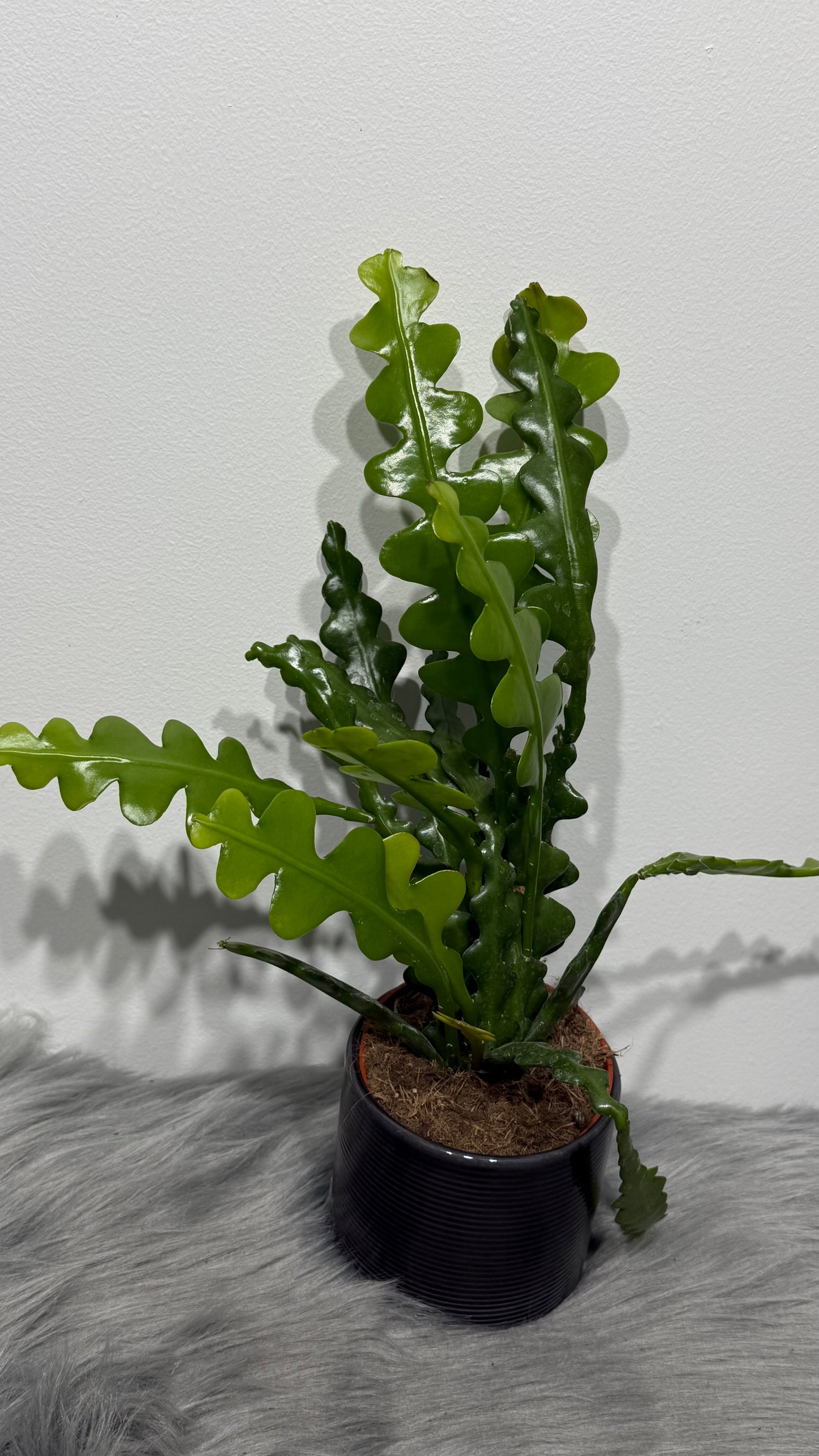 Epiphyllum Anguliger