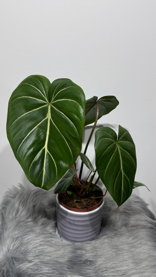 Philodendron Gloriosum