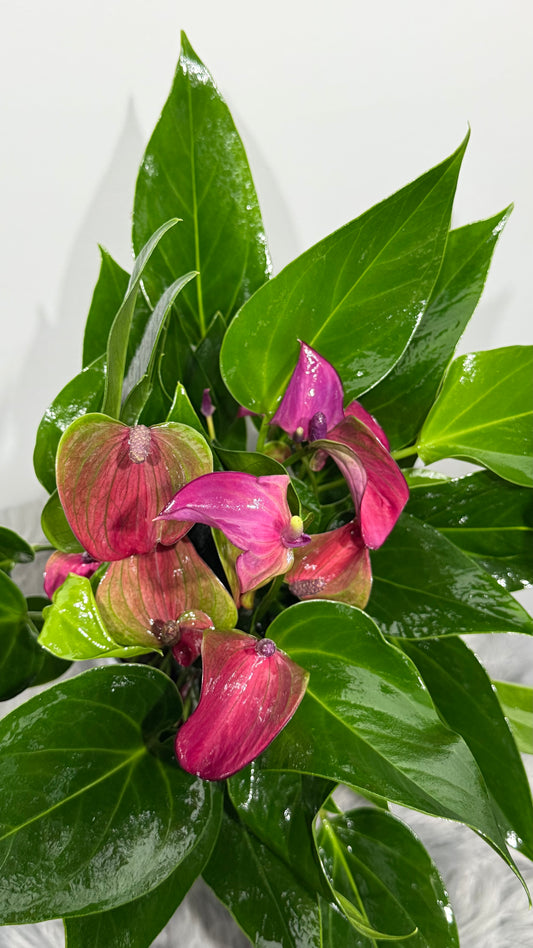 Anthurium Purple