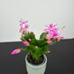 Schlumbergera 1
