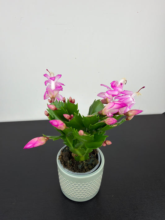 Schlumbergera 1