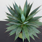 Agave Shaka Zulu