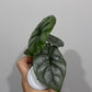 Alocasia Silver Dragon