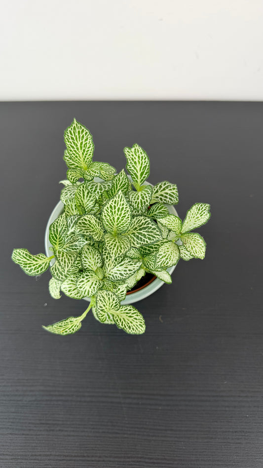Fittonia 4