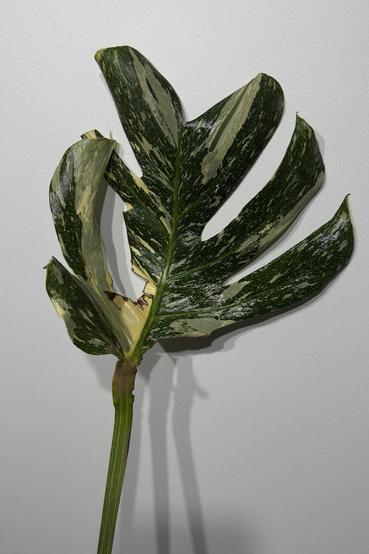 Monstera Thai Constellation 2