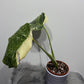 Monstera Thai Constellation 6