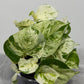 Epipremnum Happy Leaf