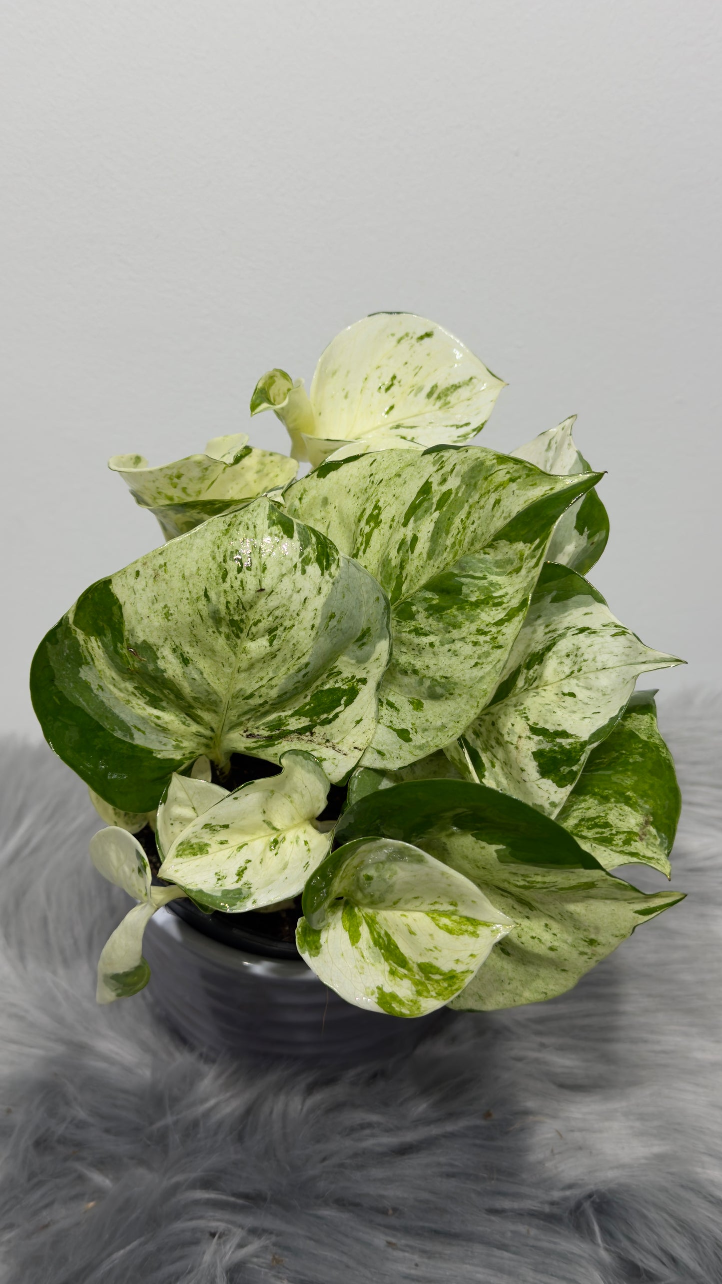 Epipremnum Happy Leaf