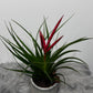 Tillandsia Mizuki
