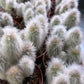 Cleistocactus Strausii