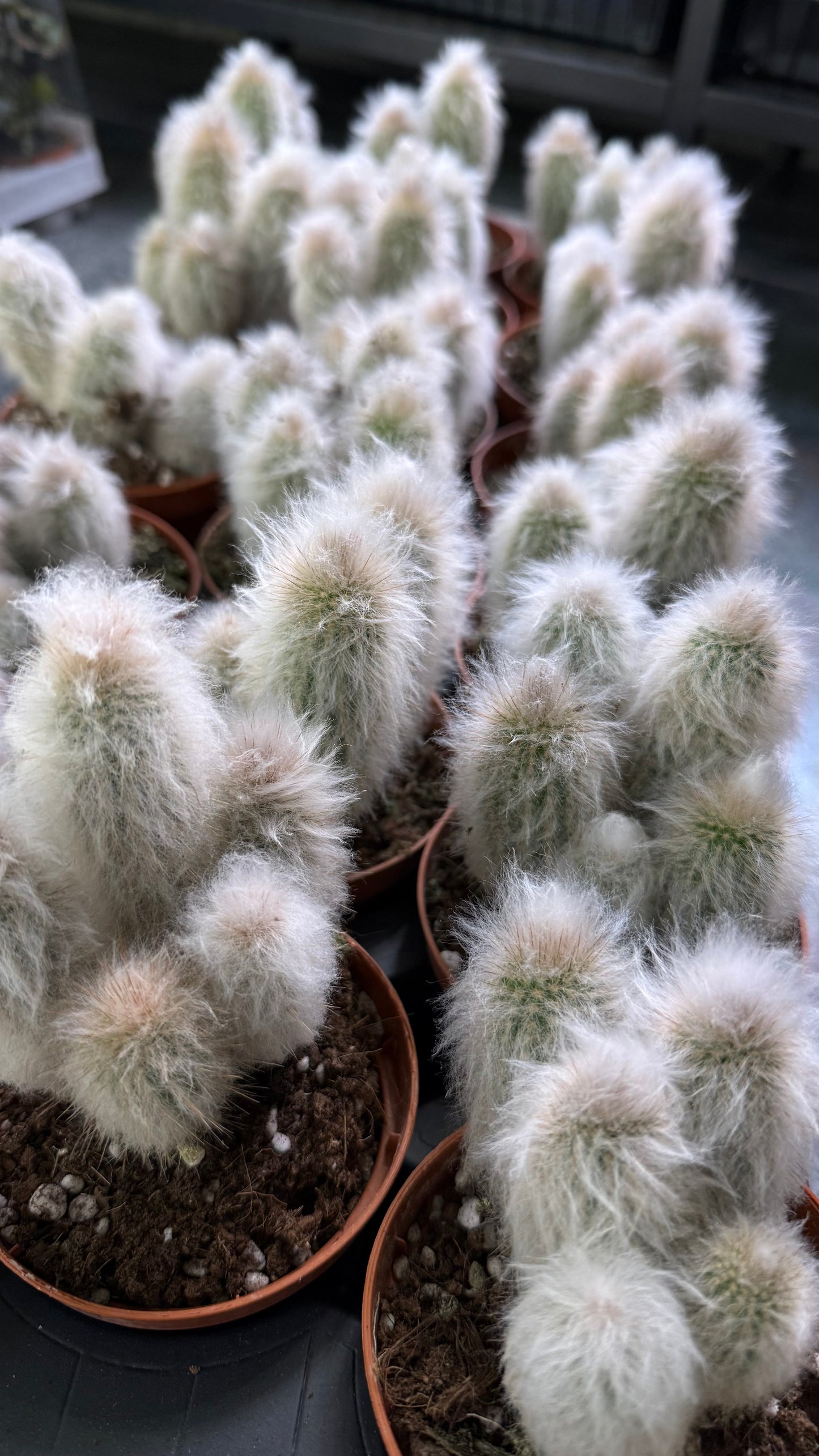 Cleistocactus Strausii