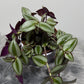 Tradescantia Zebrina