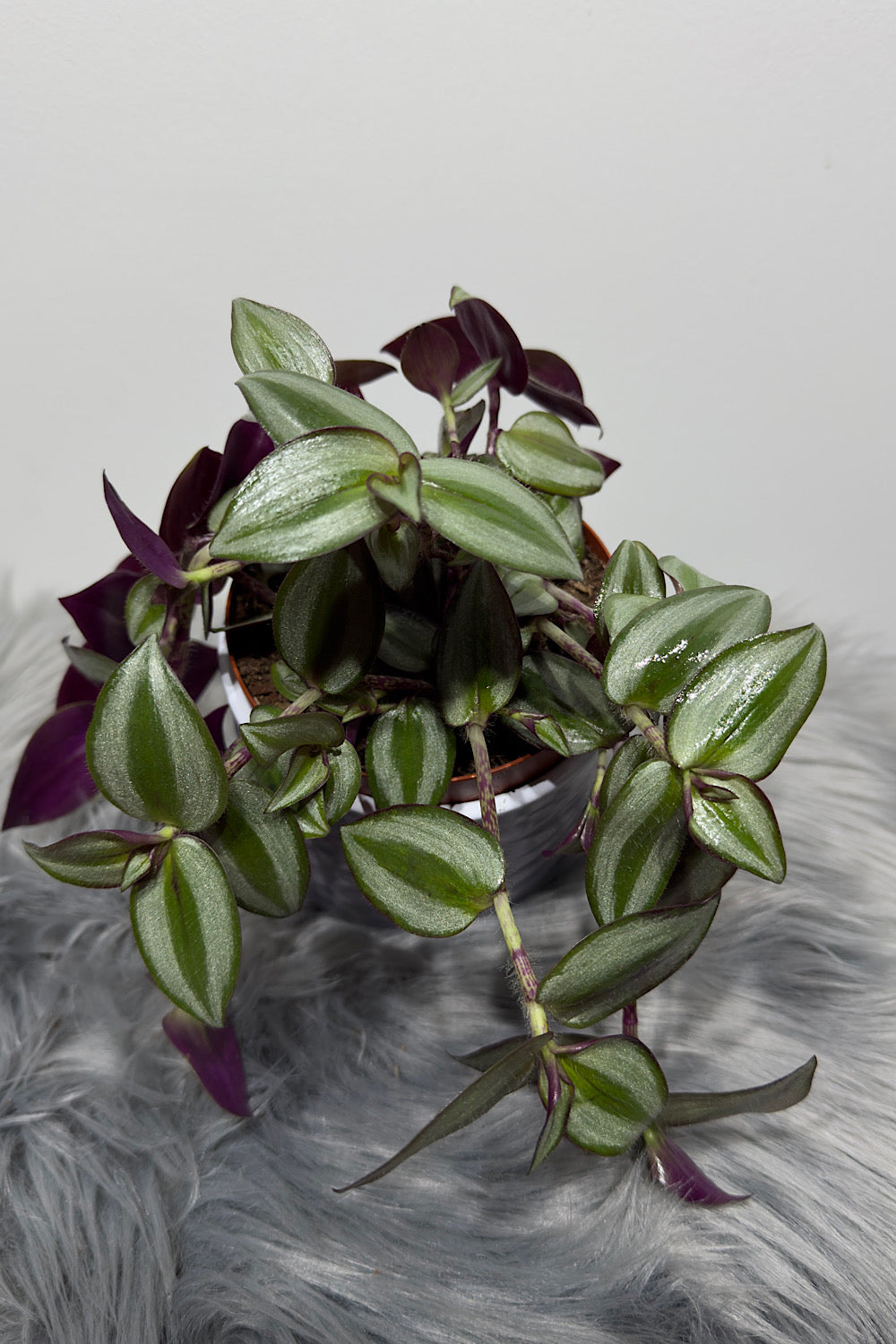 Tradescantia Zebrina