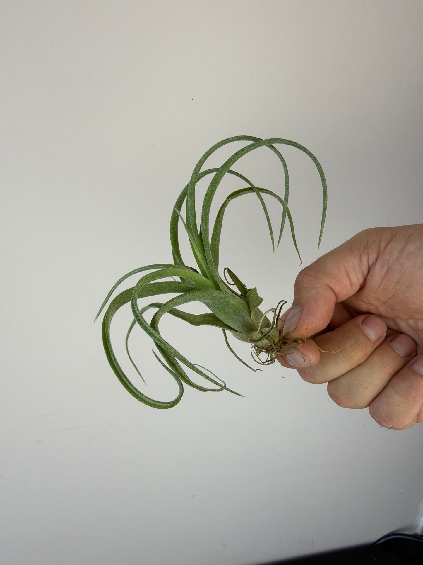 Tillandsia Air plant 11