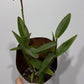 Orhideja Epidendrum 4