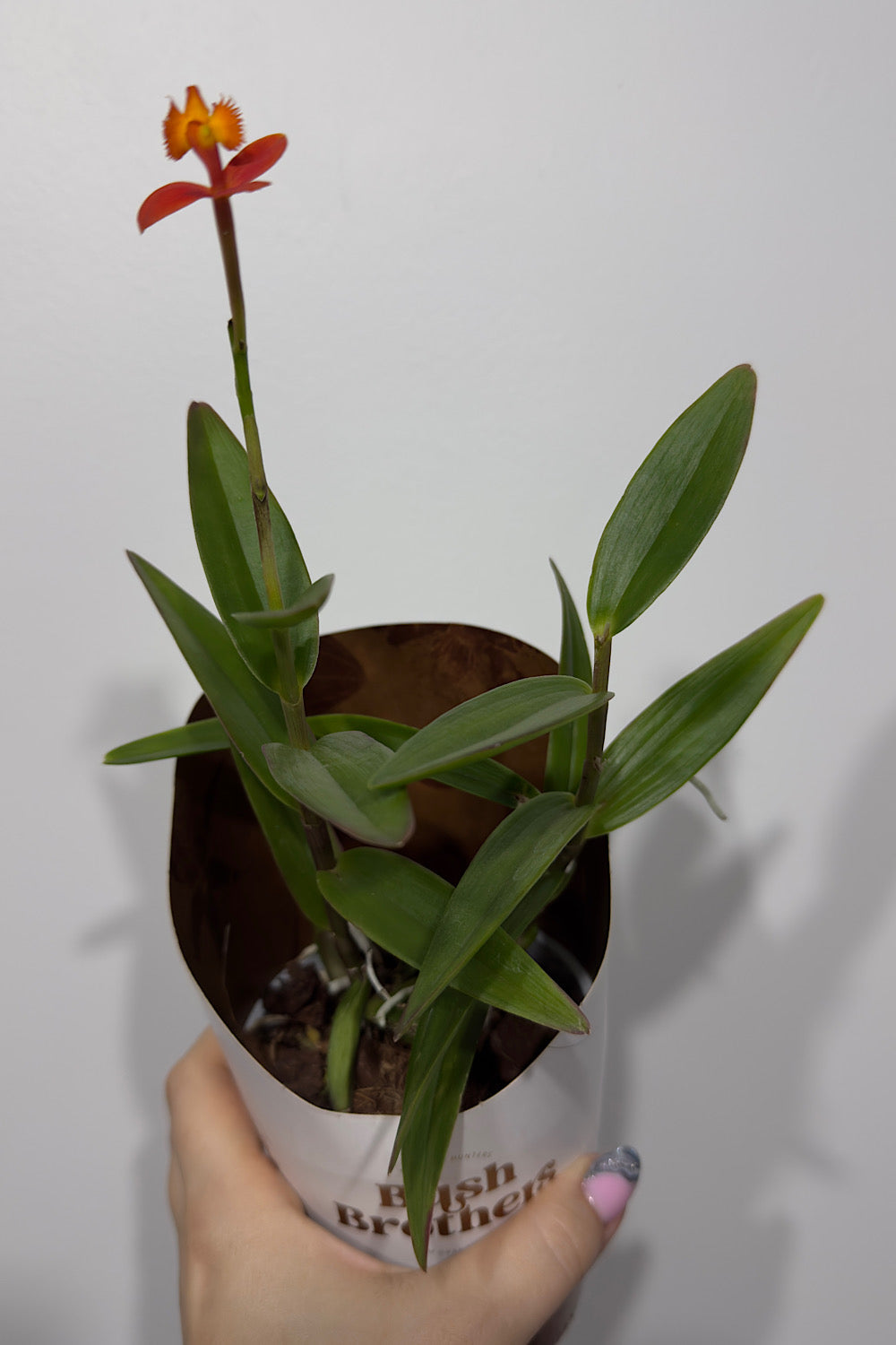 Orhideja Epidendrum 4