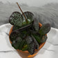 Adromischus 1