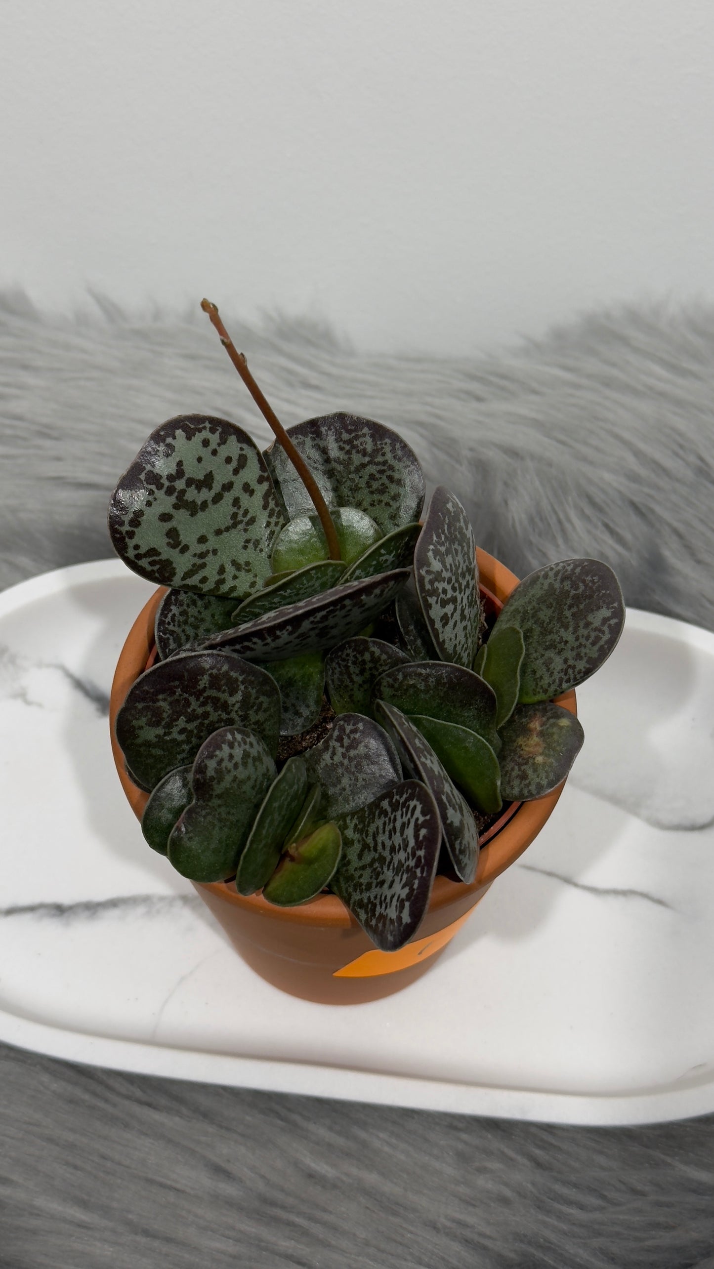 Adromischus 1