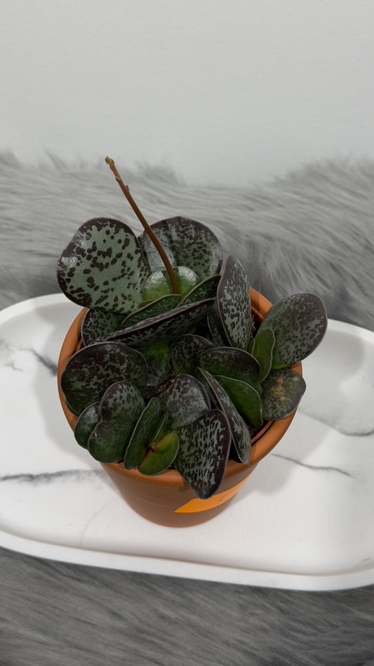 Adromischus 1
