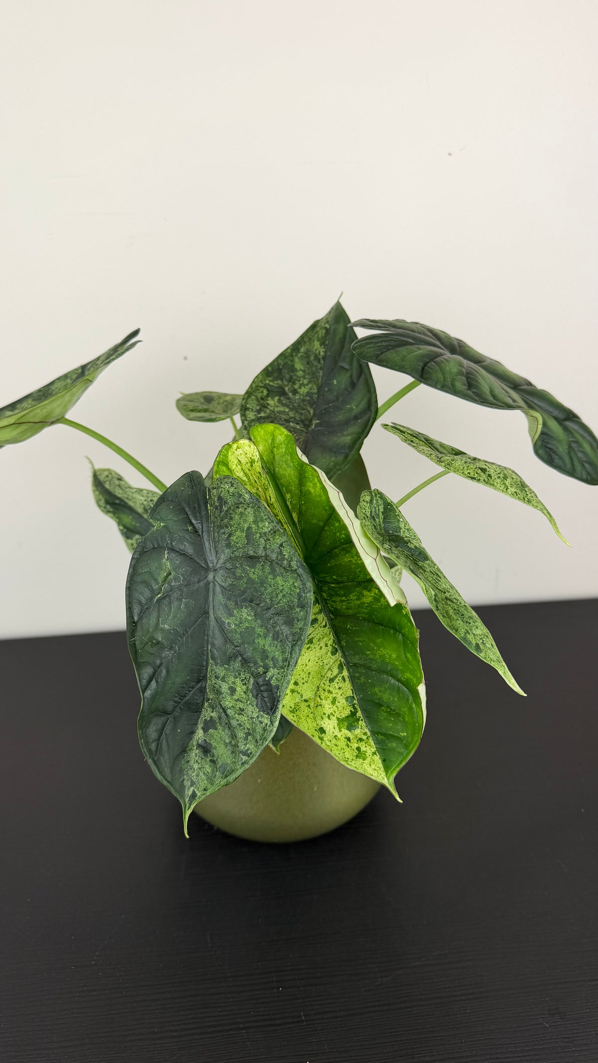 Alocasia Dragon Scale Mint