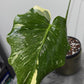 Monstera Thai Constellation 5