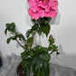 Hibiscus rose double