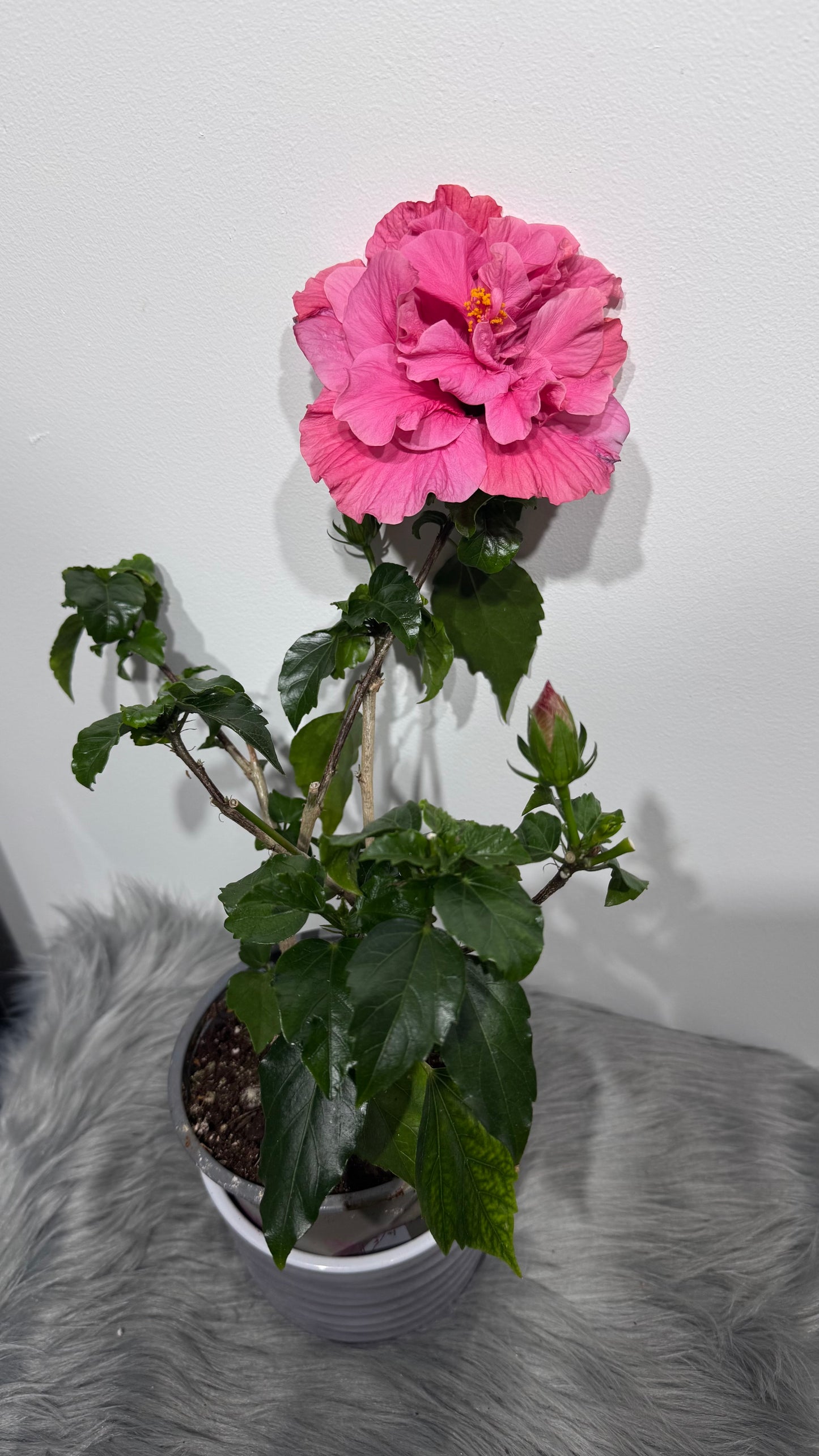 Hibiscus rose double