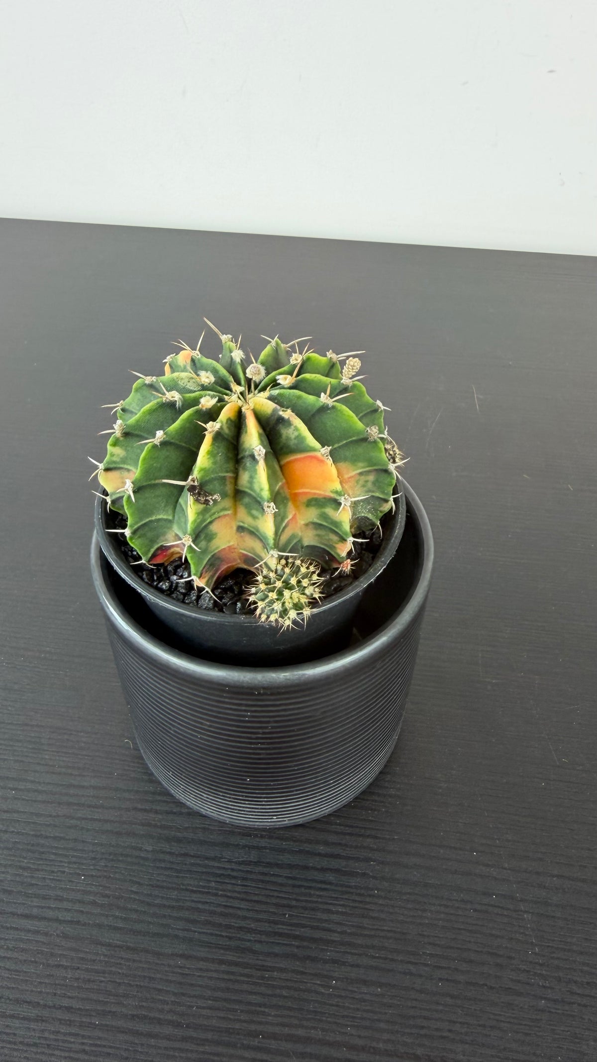 Gymnocalycium mihanovichii variegata