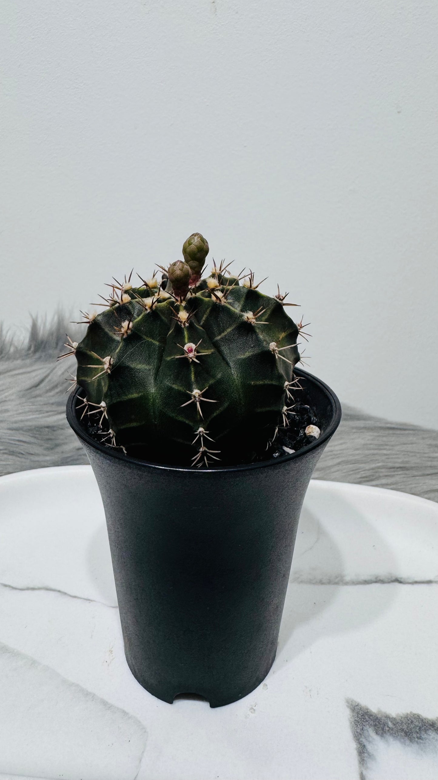 Gymnocalycium mihanovichii variegata