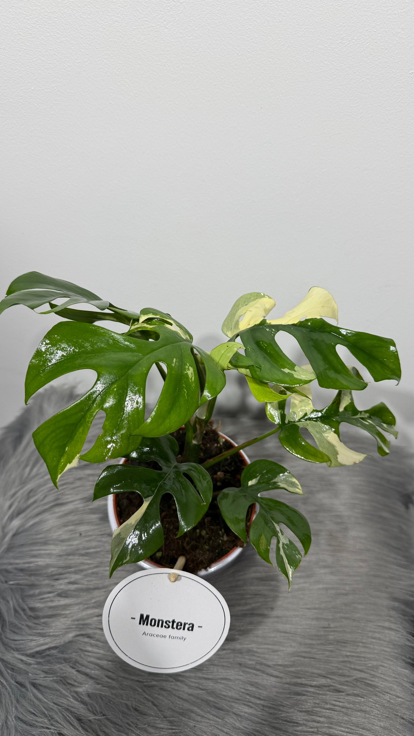 Monstera Minima Variegata