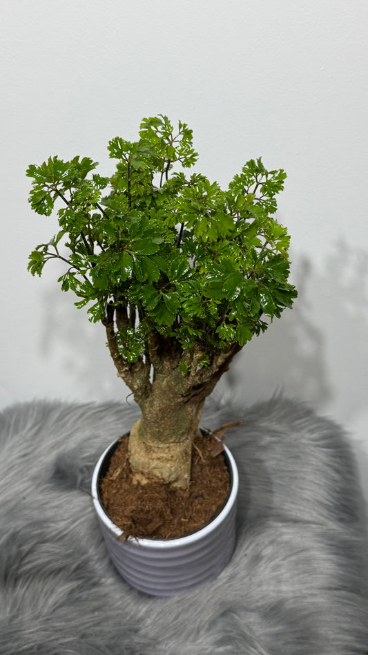 Polyscias