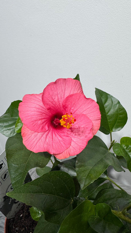 Hibiscus Sunny Vanetie