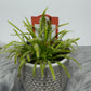 Mušķērājs Drosera