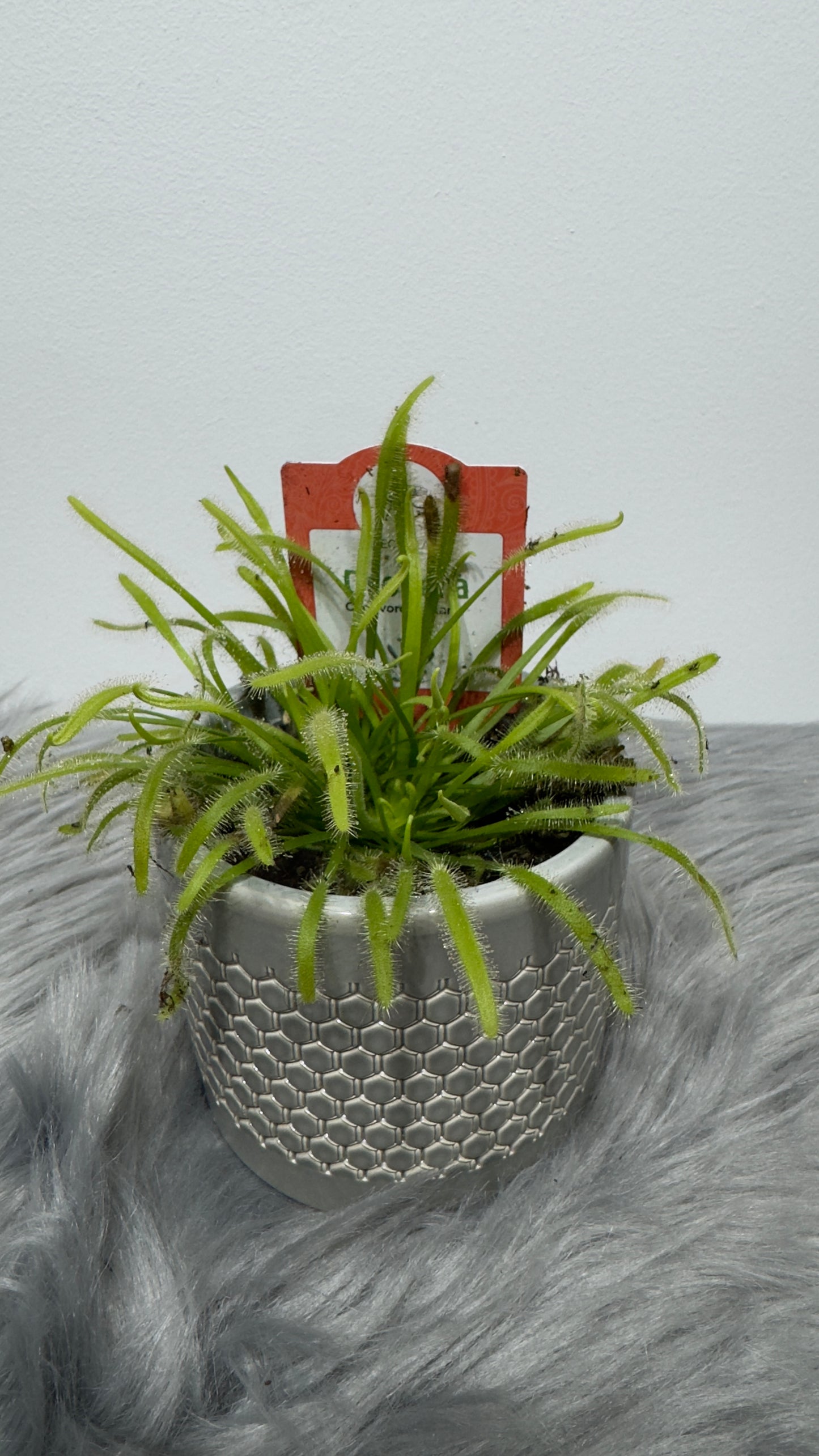 Mušķērājs Drosera