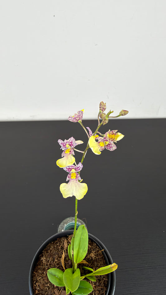 Oncidium popcorn Yellow Rose