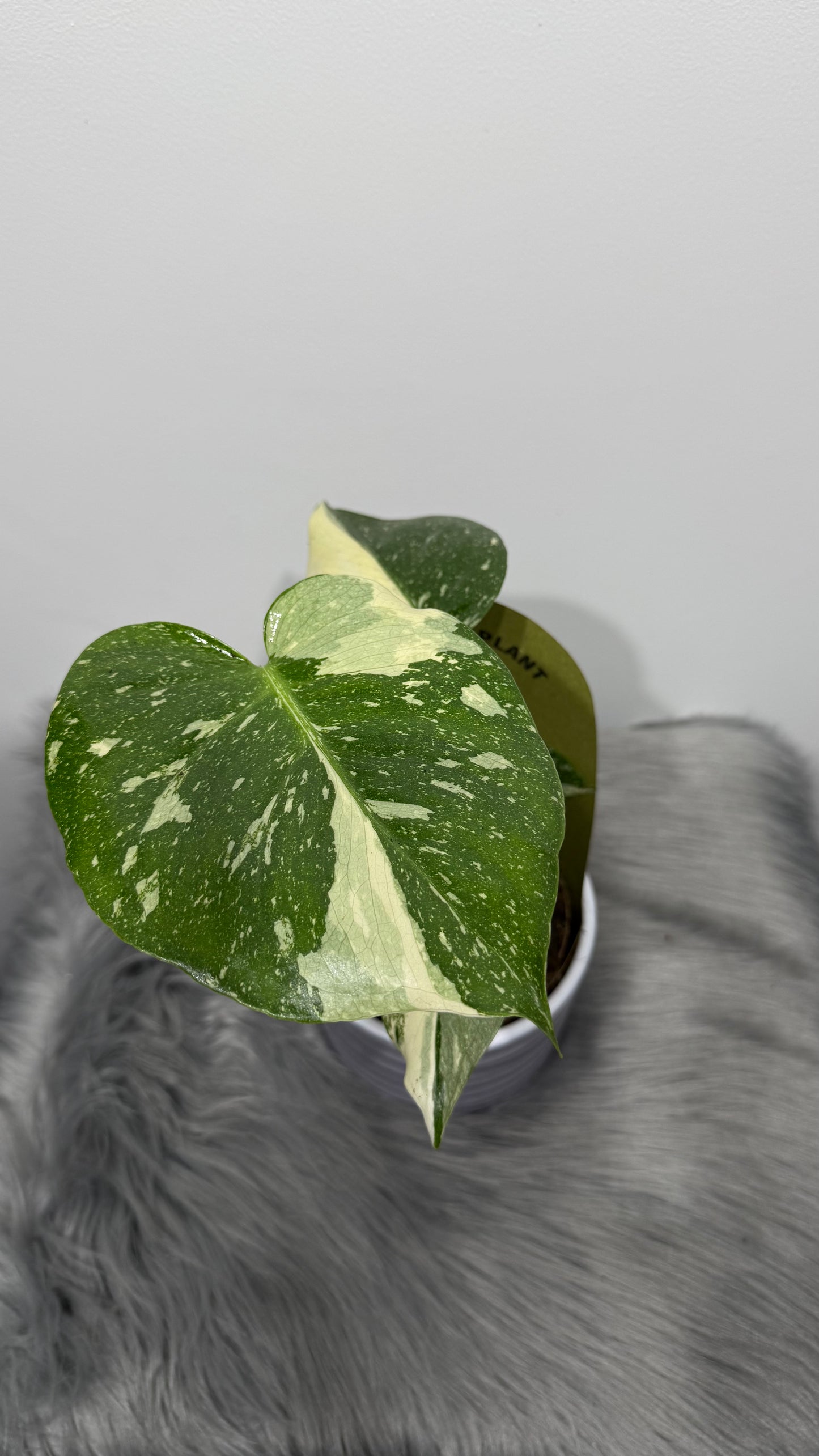 Monstera Thai Constellation