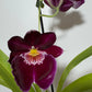 Orhideja Miltoniopsis 2