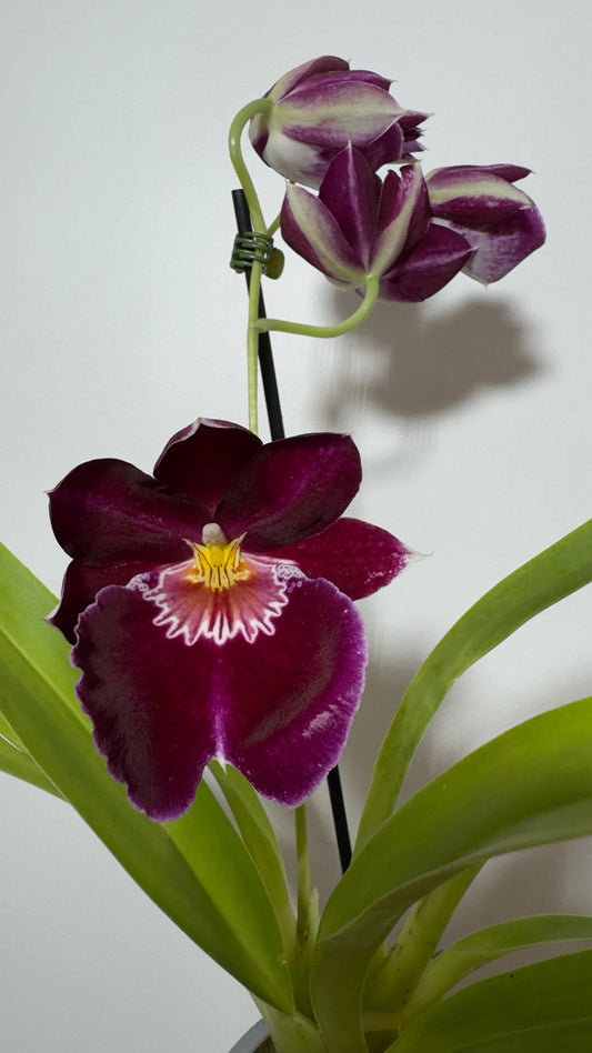 Orhideja Miltoniopsis 2
