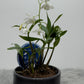 Orhideja Dendrobium Kingeanum SMARŽO!