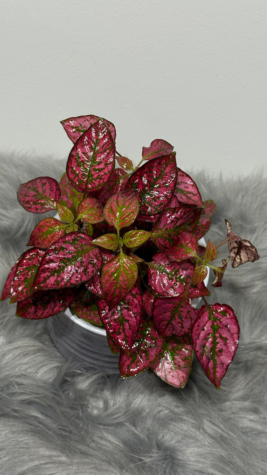 Hypoestes Red