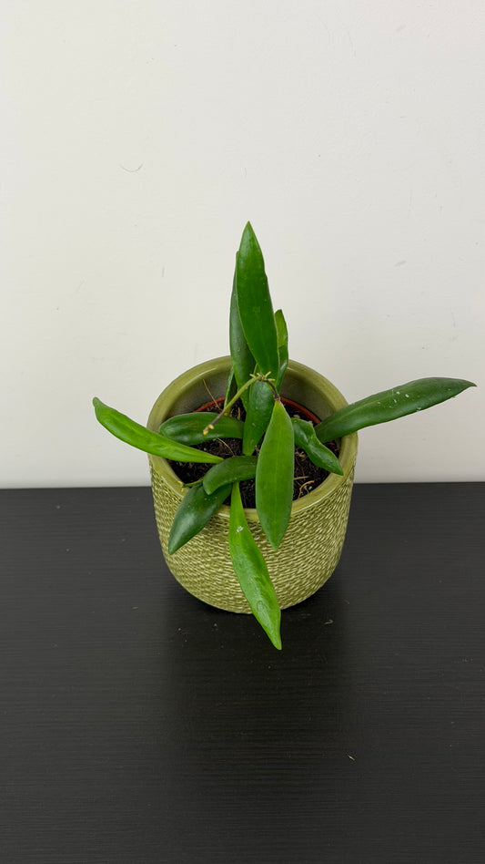 Hoya loheri