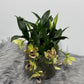 Promenaea Sunlight 4