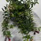 Aeschynanthus/ Lipstick plant