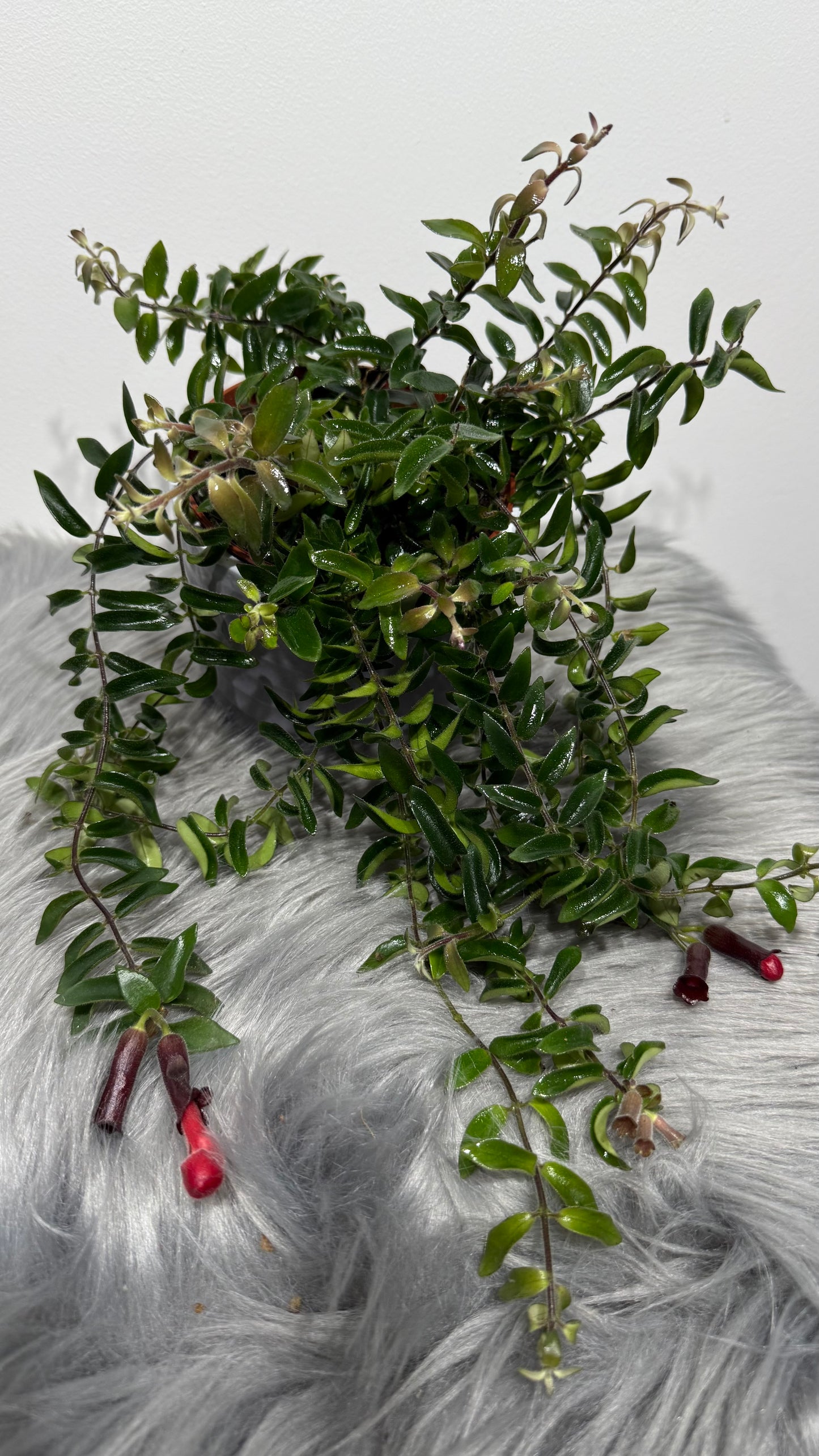 Aeschynanthus/ Lipstick plant