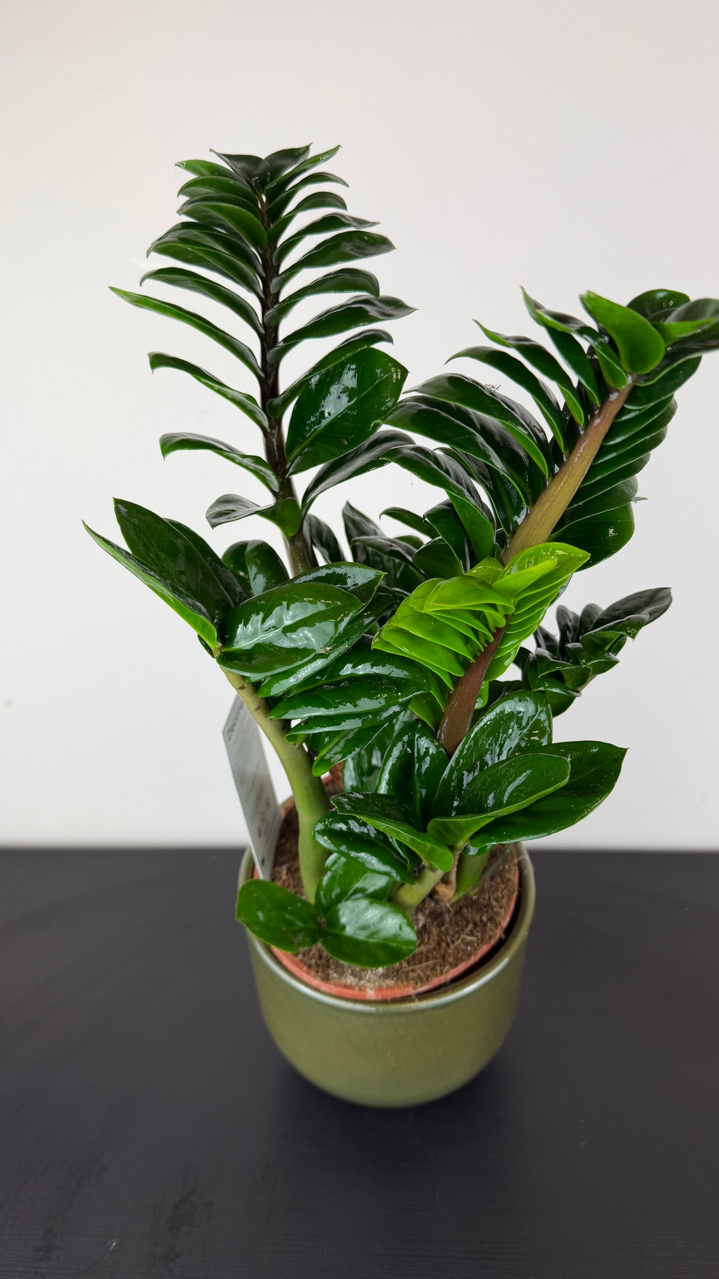 Zamioculcas Zenzi